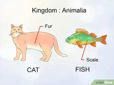 Imagen titulada Classify Animals Step 4