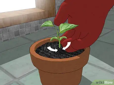 Imagen titulada Grow Bell Peppers Indoors Step 12