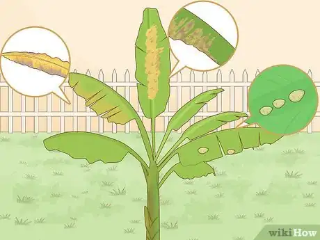 Imagen titulada Grow Banana Plants Step 14