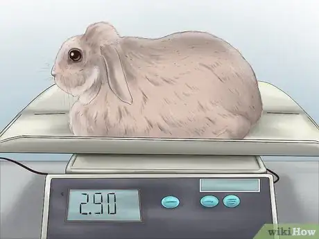 Imagen titulada Know if Your Rabbit is Pregnant Step 3