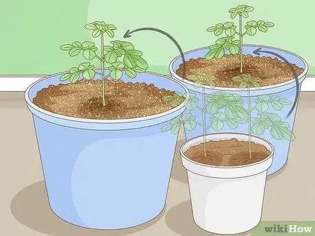 Imagen titulada Grow a Moringa Tree Step 6