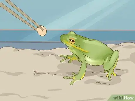 Imagen titulada Tell the Difference Between a Frog and a Toad Step 13