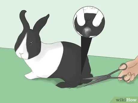 Imagen titulada Bathe Your Pet Rabbit Step 10