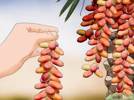 Imagen titulada Harvest Dates Step 7