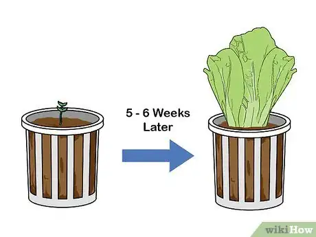 Imagen titulada Grow Hydroponic Lettuce Step 14