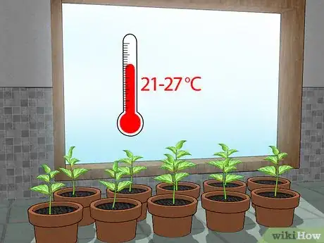 Imagen titulada Grow Bell Peppers Indoors Step 13