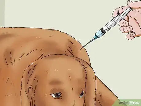 Imagen titulada Treat Kennel Cough Step 13