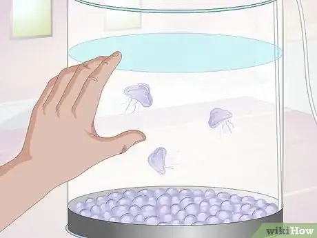 Imagen titulada Start a Jellyfish Tank Step 14