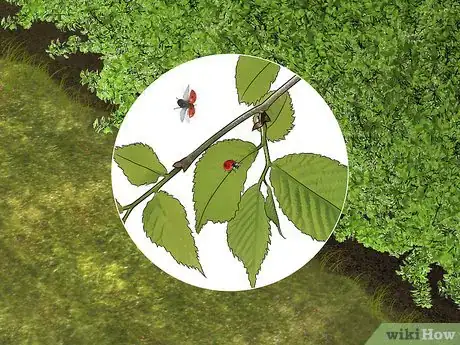 Imagen titulada Take Care of a Ladybug Step 1