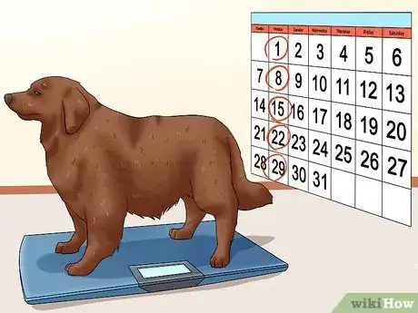 Imagen titulada Help Your Dog Lose Weight Step 12