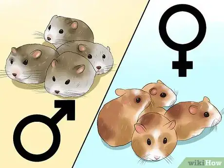 Imagen titulada Care for Newborn Hamsters Step 10