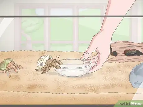 Imagen titulada Make Your Hermit Crab Live for a Long Time Step 7