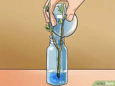 Imagen titulada Propagate Rose of Sharon Cuttings Step 6