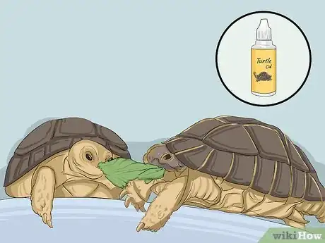 Imagen titulada Breed Turtles Step 4