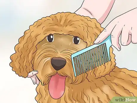 Imagen titulada Groom a Goldendoodle's Face Step 1