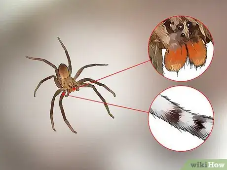 Imagen titulada Identify a Banana Spider Step 8