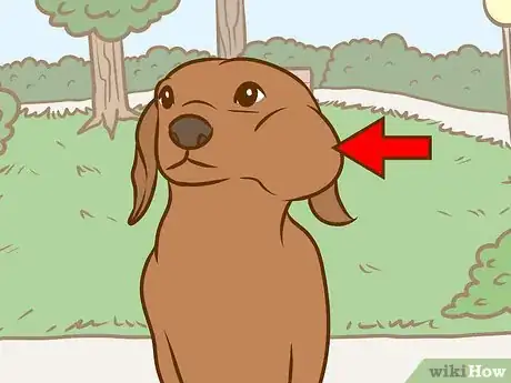 Imagen titulada Recognize and Treat Salivary Mucocele in Dogs Step 3