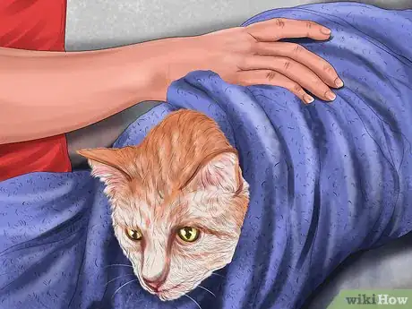 Imagen titulada Bathe an Angry Cat With Minimal Damage Step 9