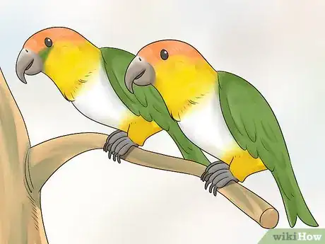 Imagen titulada Know if a Caique Parrot Is Right for You Step 5