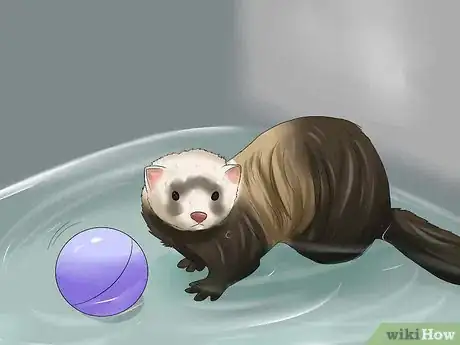 Imagen titulada Bathe a Ferret Step 4