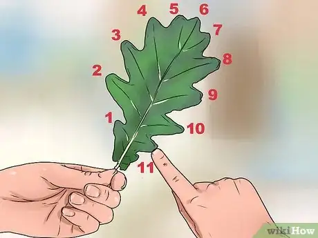 Imagen titulada Identify Oak Leaves Step 4