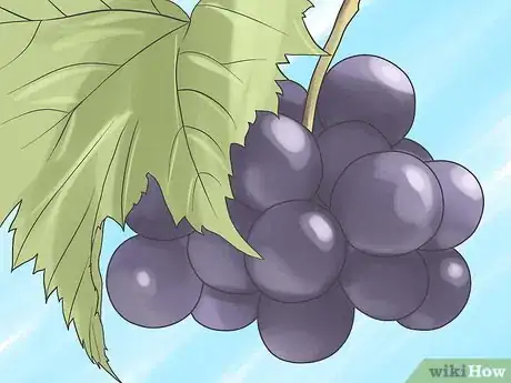 Imagen titulada Grow Grape Vines Step 1