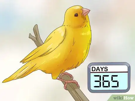 Imagen titulada Know if a Canary Is Male or Female Step 6