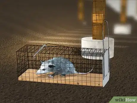 Imagen titulada Get Rid of Possums Step 11