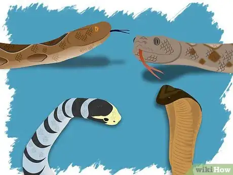 Imagen titulada Identify a Venomous Snake Step 13