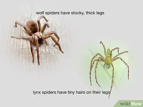 Imagen titulada Identify Spiders Step 6