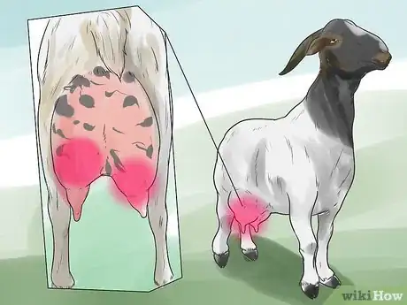 Imagen titulada Treat Mastitis in a Goat Step 6