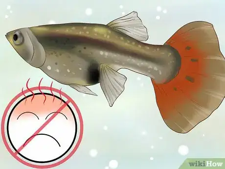 Imagen titulada Find Out if Your Guppy Is Pregnant Step 7