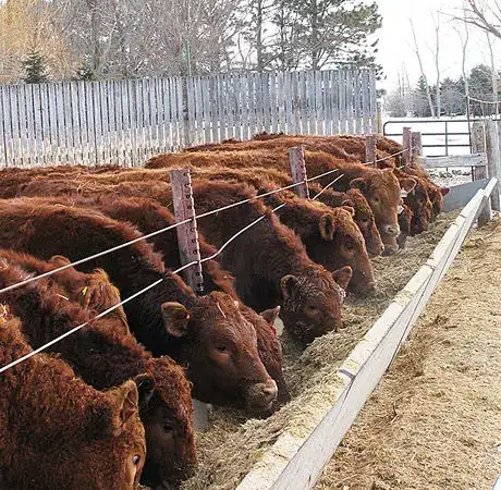 Imagen titulada Rgb p06 cows eating