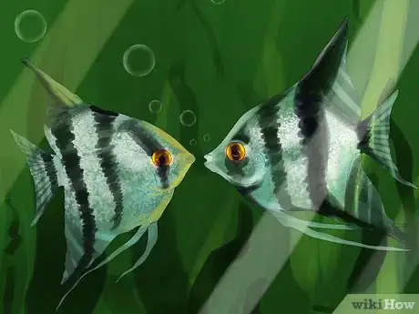 Imagen titulada Tell the Gender of an Angelfish Step 8