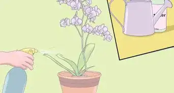 cuidar de mini orquídeas