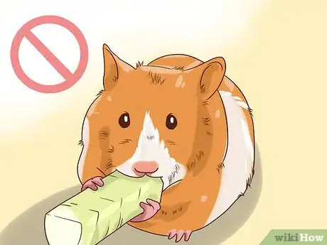 Imagen titulada Treat Diarrhea in Hamsters Step 1