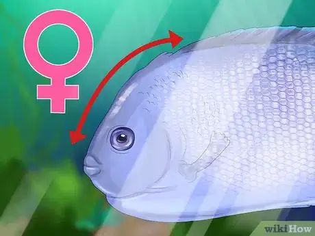 Imagen titulada Tell the Gender of an Angelfish Step 5