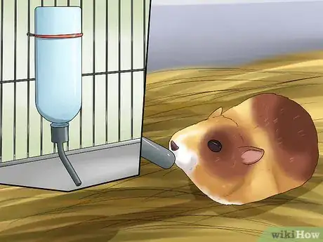 Imagen titulada Tell if a Dwarf Hamster Is Obese Step 7