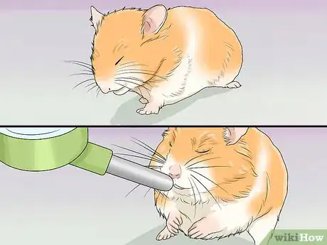 Imagen titulada Prevent and Treat Heat Stress in Hamsters Step 1