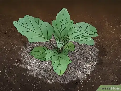 Imagen titulada Grow Eggplant Step 11