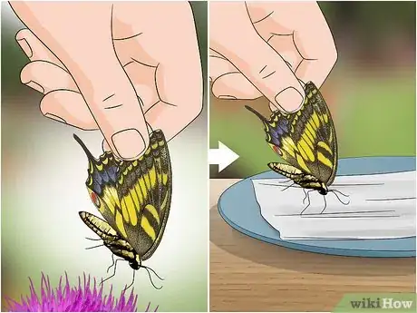 Imagen titulada Feed Butterflies Step 3