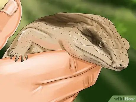 Imagen titulada Take Care of a Five Lined Skink Step 10