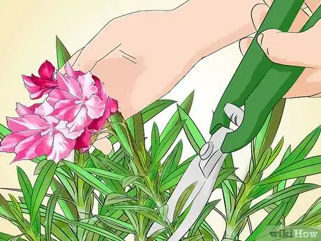 Imagen titulada Grow Oleander Step 16