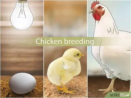 Imagen titulada Start a Chicken Farm Business Step 3