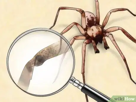 Imagen titulada Identify Spider Egg Sacs Step 9