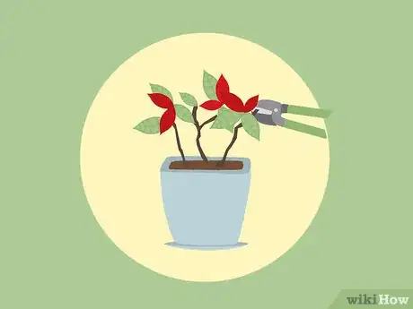 Imagen titulada Care for Poinsettias Step 14