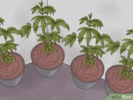 Imagen titulada Grow Medical Marijuana Step 15