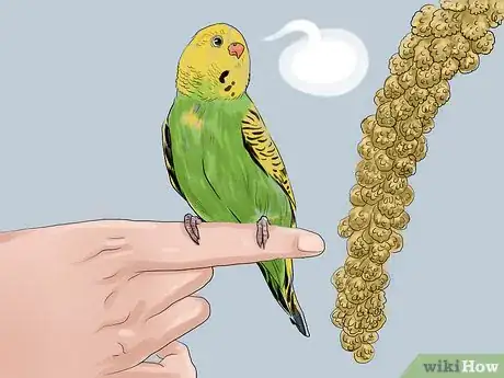 Imagen titulada Teach Parakeets to Talk Step 5