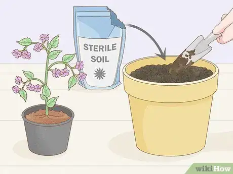 Imagen titulada Get Rid of Mold on Houseplants Step 10