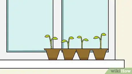 Imagen titulada Grow Chili Peppers Indoors Step 7